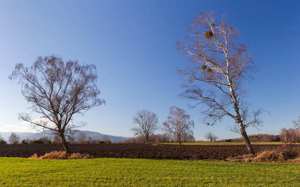 Lauteracherried im Jänner 41